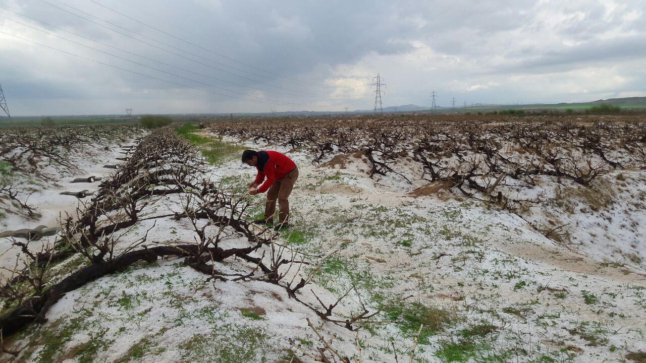 تگرگ چقدر می تواند خسارت بزند؟