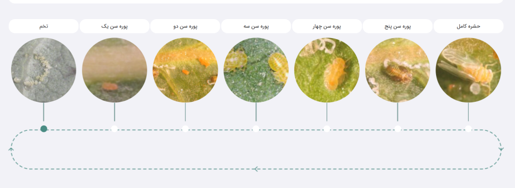 چرخه زندگی پسیل