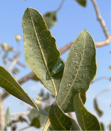 بالتوری سبز