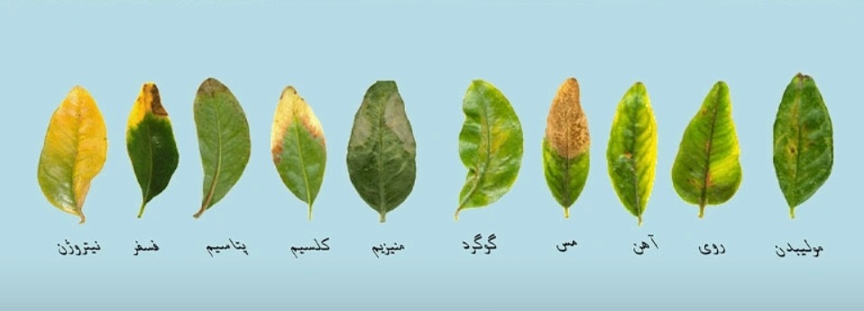 نشانه های کمبود عناصر