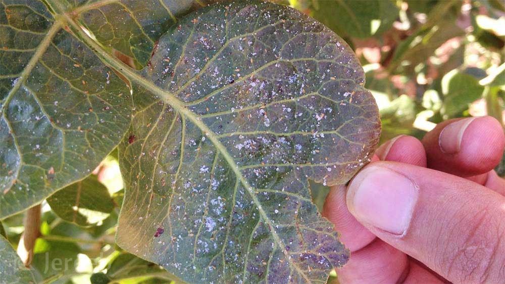 محافظت باغ از پسیل