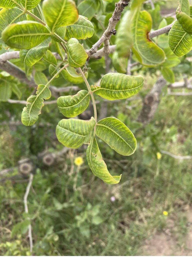 نشانه کمبود کلسیم در درخت پسته
