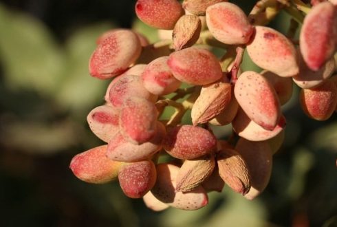 معرفی ارقام پسته