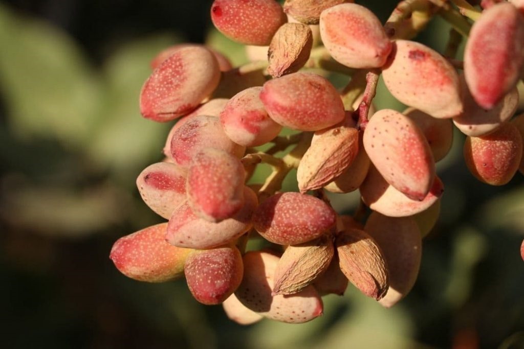 معرفی ارقام پسته